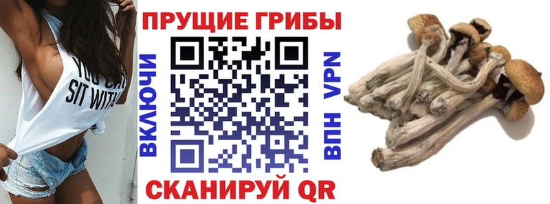 Псилоцибиновые грибы GOLDEN TEACHER Выборг